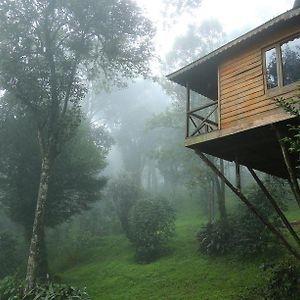 Tree House